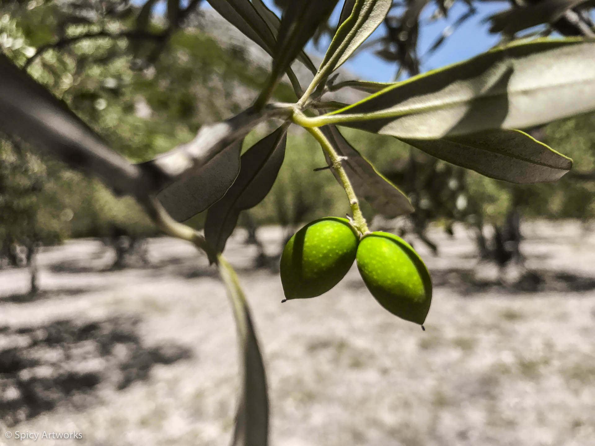 olive 1.jpg